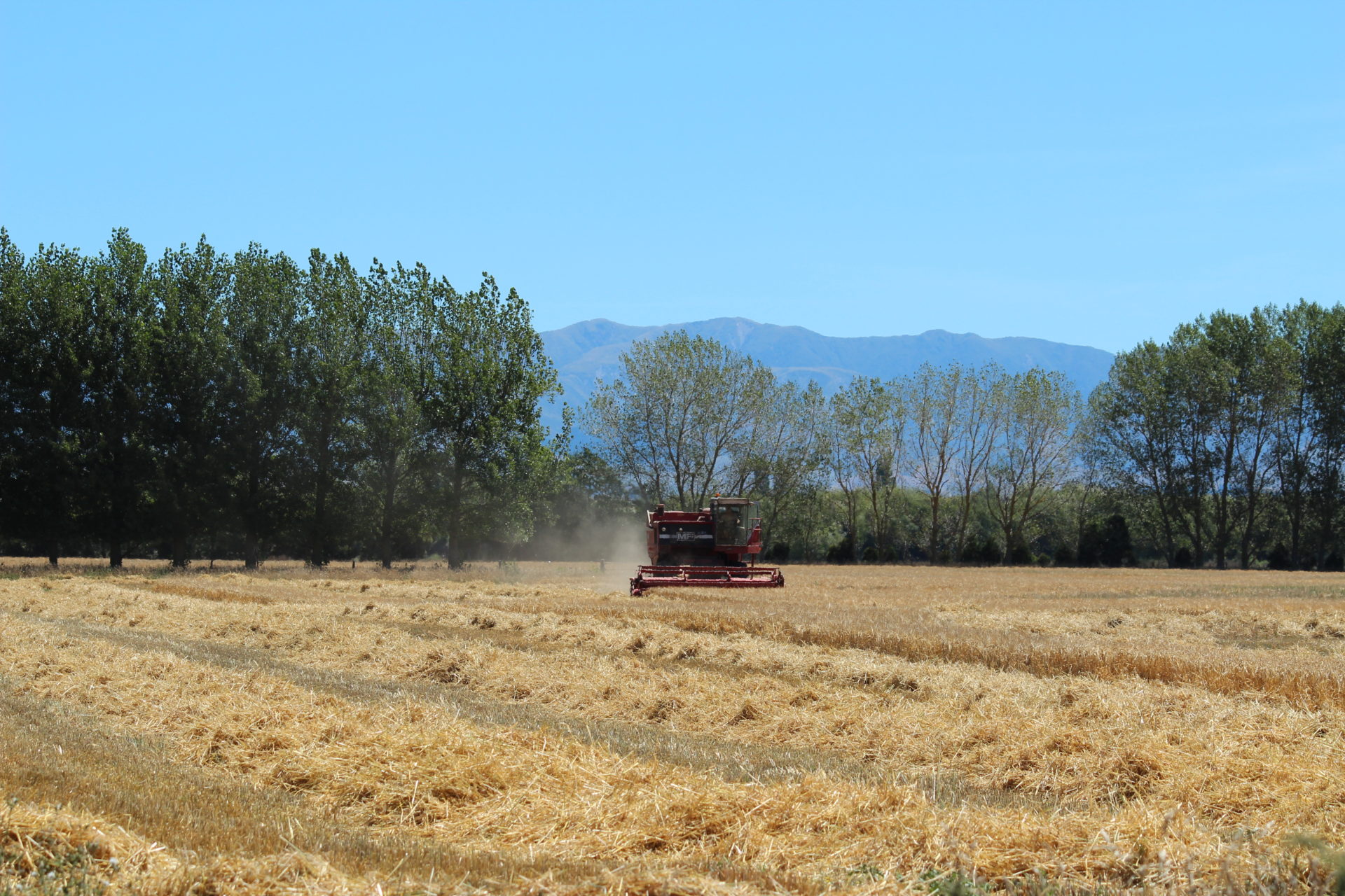 Domestic Feeds Barley A