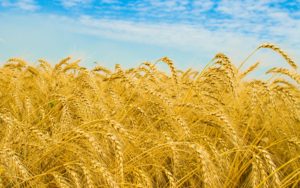 gold-wheat-summer-field-227979