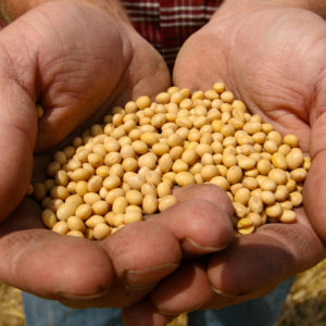 soybeans2