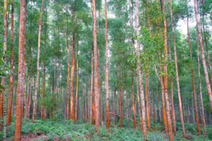 Acacia_forest